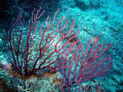 Área Marinha Protegida De Portofino