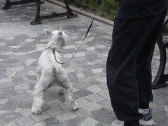 Dog walking at Peak Galleria in Hong Kong