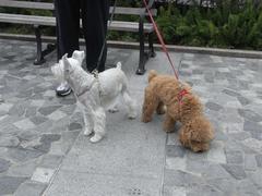 Dog walking at Peak Galleria, Hong Kong