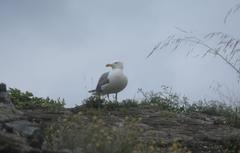 Fortress of Priamar in Savona with a seagull