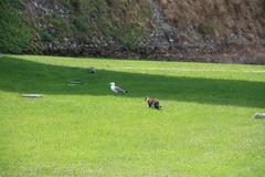 Savona Priamar Fortress cat and seagull