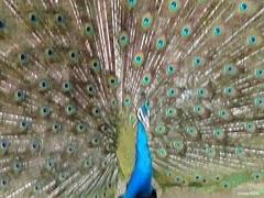 Beautiful peacock in Safari Park Karachi