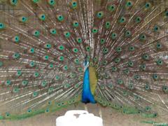 Peacock at Safari Park Karachi