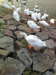 ducks resting by a pond in Safari Park Karachi