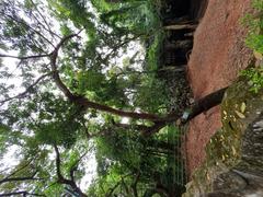 Honduran Mahogany plant