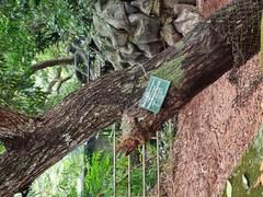 Honduran Mahogany plant in Trivandrum Zoo