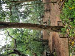 Manchadi Plant in Trivandrum Zoo