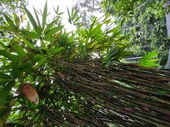 Bamboo from Kerala