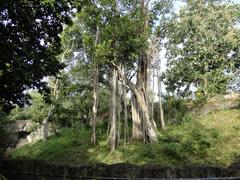 Banyan tree at Trivandrum Zoo, Kerala