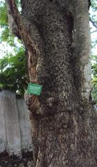 Parkia biglandulosa, also known as Badminton Ball Tree