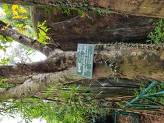 Pongamia Pinnata tree with green leaves