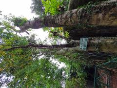 Pongamia Pinnata tree with green leaves