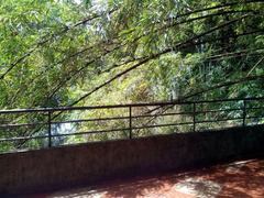 Bamboo forest in Trivandrum Zoo