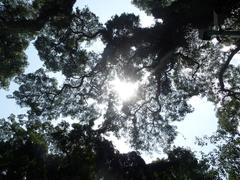 upward view of trees in Thiruvananthapuram zoo