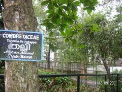 Thalli Tree at the Trivandrum Zoo