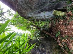 West Indian Elm tree with lush green leaves