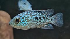 Herichthys fish in an aquarium