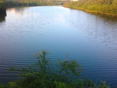 Adyar Poonga waterbody view from Karpagam Bridge