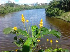 Adyar Poonga waterbody view from Karpagam Bridge