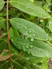 Glittering water on green leaves