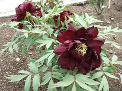 blooming peony flower at Tokugawaen garden