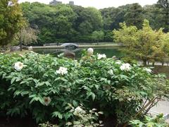 Peony garden at Tokugawaen