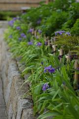 Iris blooming in Tokugawa Garden, Nagoya