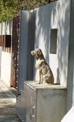 dog under urban spotlight at night