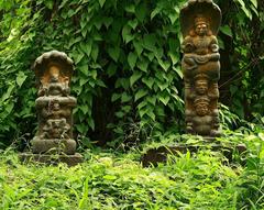 Images of nagaraja and nagayakshi under a Saptaparna tree in the Vadakkechira palace compound