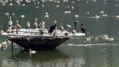 migratory birds at Vadakkechira Pond