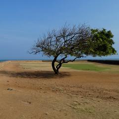 Weathered tree at Vattakottai Fort with wind blowing from the left