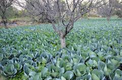 Vegetable farm in Himachal Pradesh, India