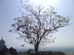 Amazing tree on top of Mount de Bhuj