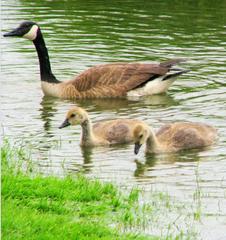 Kissing Bridge with goosey goslings and floral surroundings