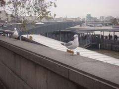 birds near Westminster Bridge in London