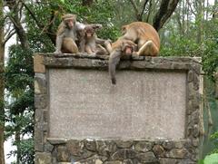 Family of Rhesus Macaques on Wilson Trail Section 7