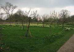 Daffodils at Wimpole outside the walled garden