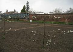 early signs of spring at Wimpole walled garden