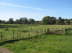 grazing sheep at Wimpole Home Farm