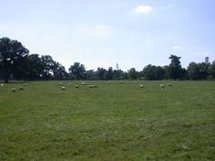 Grazing sheep at Wimpole Estate