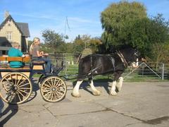 Heavy horse at work in a field