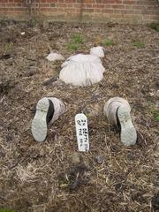 In-depth study of soil sample at Wimpole Hall walled garden