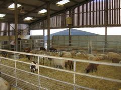 Indoor sheep pen at Wimpole