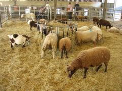 indoor sheep pen at Wimpole Home Farm