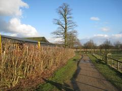 Severely cut hedge at Wimpole Farm