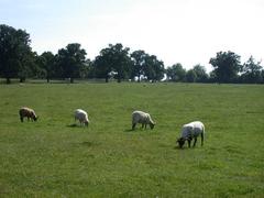 Sheep at Wimpole Estate, likely Norfolk Horn breed