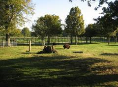 Black sheep at Home Farm with path to Wimpole Hall in the background