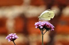 butterfly on a pink flower at Wimpole Hall