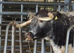 Cow at Wimpole Hall in Cambridgeshire