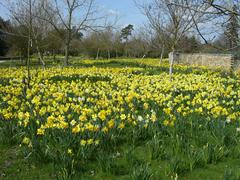 Daffodils at Wimpole Hall